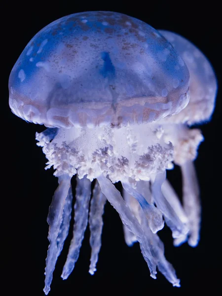 Vertical Closeup Beautiful Spotted Jellyfish Mastigias Papua Dark Background — Fotografia de Stock