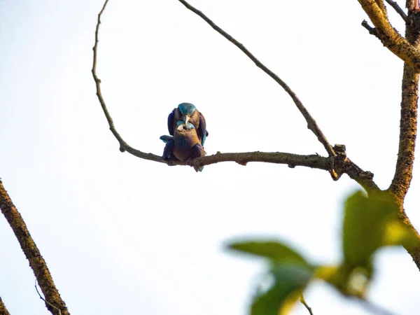 Tiro Seletivo Foco Pássaros Comuns Kingfisher Empoleirados Galho Árvore — Fotografia de Stock