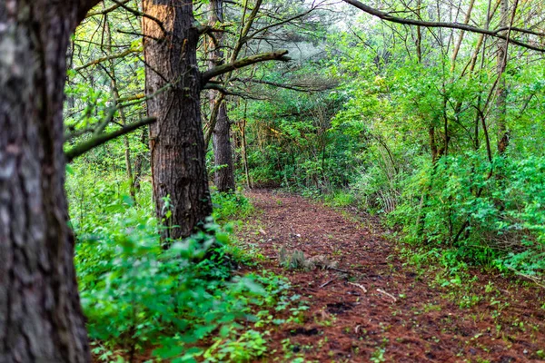 Brown Walking Trail Bright Green Forest Tipton Indiana — Stock fotografie