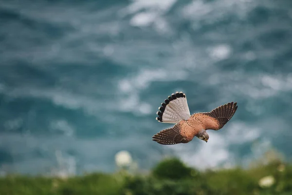 Closeup Common Kestrel Falco Tinnunculus Flying Blue Sea Shallow Focus — Stock Photo, Image