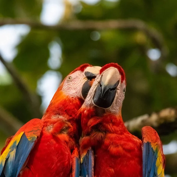 Portrait Couple Scarlet Macaws — Stok fotoğraf