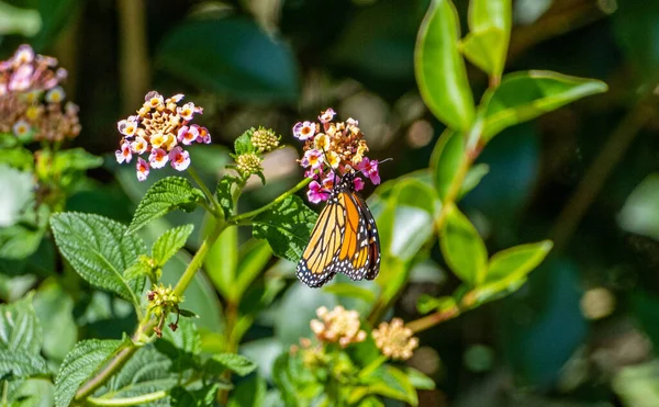 Красивая Бабочка Монарх Розовых Цветах Лантаны Саду — стоковое фото