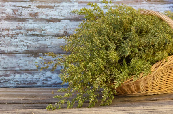 Basket Harvest Mugwort Annua Wooden Background — Stock Photo, Image