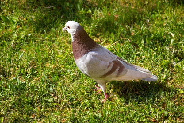 Closeup Shot Pigeon Grass — Stok fotoğraf