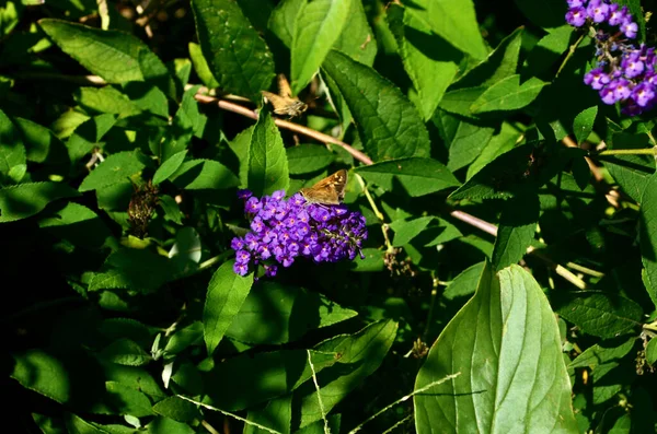 Closeup Shot Beautiful Summer Lilac Buddleja Davidii Full Bloom — Fotografia de Stock