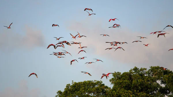 Beautiful Shot Scarlet Ibises Flying Trees Light Blue Sky Background — Foto Stock