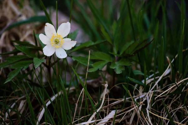 Krásný Záběr Bílého Květu Kvetoucí Mezi Trávou Zahradě Rozmazaném Pozadí — Stock fotografie