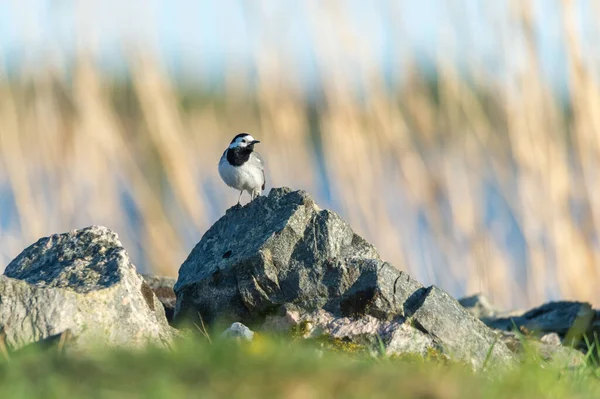 Passerine White Wagtail Motacilla Alba Sits Rock Bird Photography Taken — Stockfoto