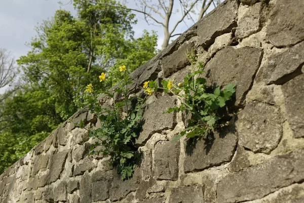 Hildesheim Baja Sajonia Alemania Soleado Día Primavera — Foto de Stock