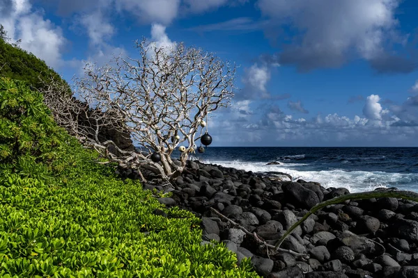 Old Plastic Buoys Hanging Dead Tree Seashore Black Volcanic Rock — Stock Photo, Image