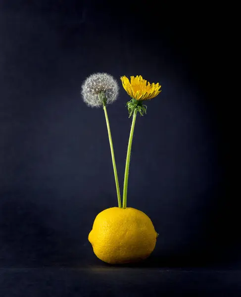 蓝色底色柠檬上蓬松的水仙花和黄色水仙花的垂直镜头 — 图库照片