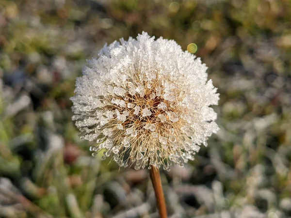 Closeup Shot Frozen Dandelion Isolated Blurred Background — Stock Photo, Image