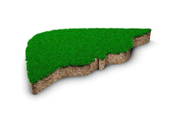 Liver Shape Green Grass Rock Ground Made Isolated White Background — Zdjęcie stockowe