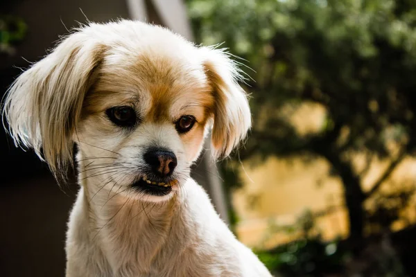 Portrait Cute Dog Light Fur — Stock Photo, Image