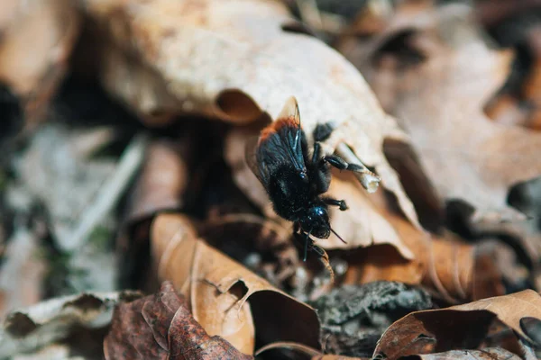 Sebuah Closeup Dari Bumblebee Pada Daun Kering — Stok Foto