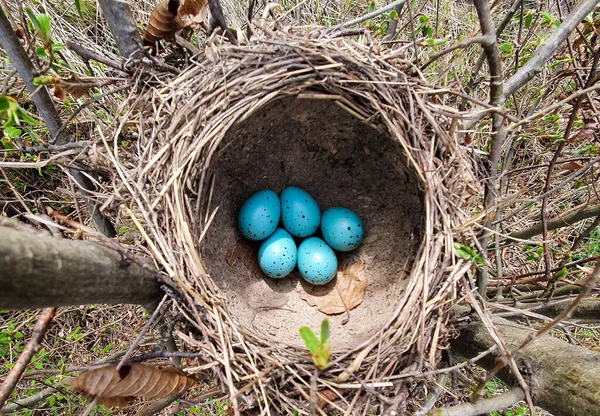 Een Bovenaanzicht Een Nest Met Merel Eieren Natuur Wild Blauw — Stockfoto