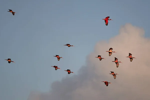 Beautiful Shot Group Scarlet Ibises Flight Light Blue Cloudy Sky — Stock fotografie