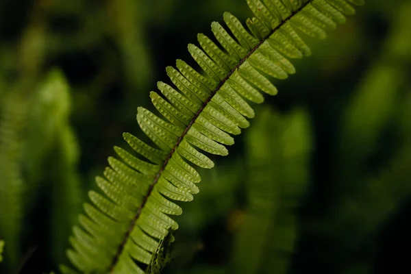 Clean Sharp Ferns Leaves Green Foliage Natural Floral Fern Background — ストック写真