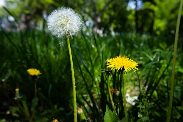 Closeup Dandelion Flowers Park — Stock fotografie