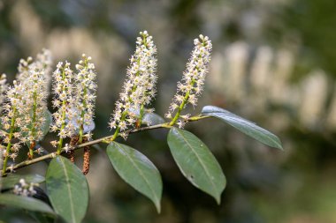 Macaristan 'ın Zalaegerszeg kentindeki Csacsi botanik bahçesinde bulanık arkaplandaki Kiraz defne çiçeklerinin yakın çekimi