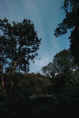 Akşamları uzun ağaçlarla birlikte ormanın dikey görüntüsü.