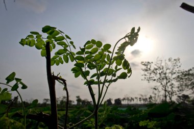 Sabah güneşinin altında yeşil bir yaprak. Arka planda güneş var.