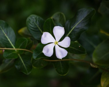 Bahçedeki bir Catharanthus çiçeğinin seçici odak noktası.
