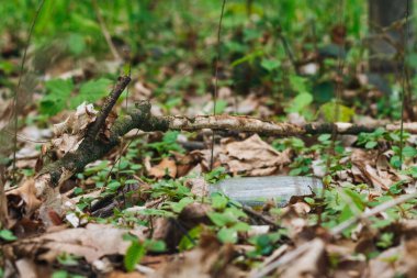 A closeup shot of a broken glass and rubbish thrown in the forest among green plants and fallen autumn leaves during daytime with blurred background