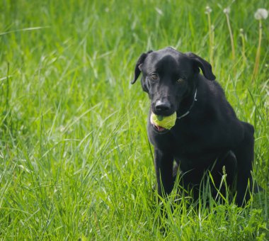 A Cute black Labrador Retriever sitting on the grass and holding a small yellow ball in its mouth