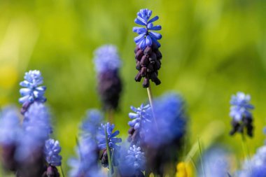 A selective focus shot of Grape hyacinth flower species in a botanical garden