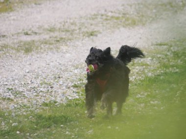 Güneşli bir günde tarlada güzel bir köpek manzarası