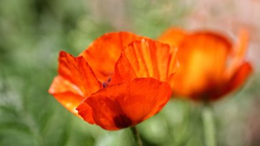 Sıradan bir gelinciğin seçici odak noktası (Papaver rhoeas)