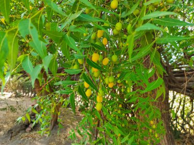 Yakından çekilen Ağaç Meyveleri ve Yaprakları