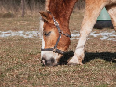 Güzel Haflinger atının bir gün boyunca topraktan ot yediği yakın plan bir fotoğraf.