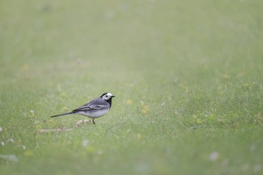 Yeşil çimlerin üzerinde duran küçük beyaz bir kuyruk.