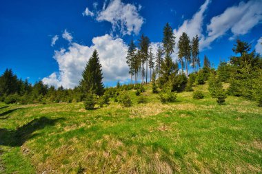 Mavi gökyüzünün altındaki ormandaki yarış pistinin doğal görüntüsü.