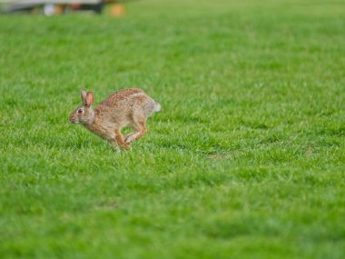 A scenic view of a cute, little rabbit running on a field in a park