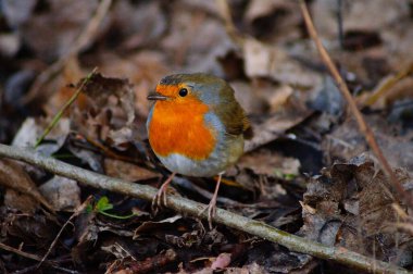 A robin hunts insects and worms under a hedge in a park. Commonly occurring in urban green spaces.
