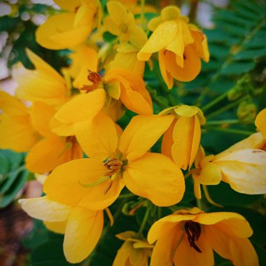 A vertical closeup of beautiful yellow blooming Senna flowers