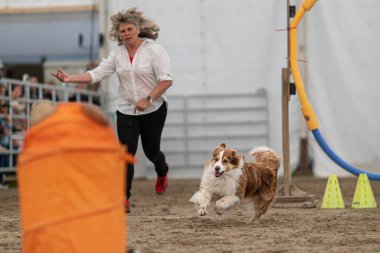 A cute fluffy dog running on sand during a competition with its owner cheering in the background