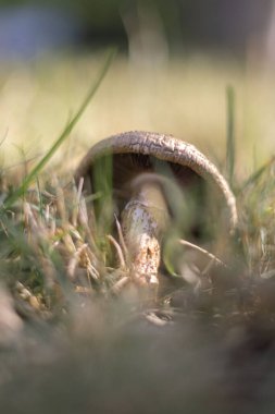 Bulanık arka planda büyüyen vahşi bir mantarın dikey görüntüsü.