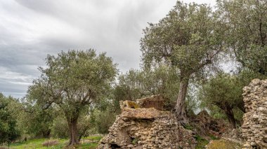 Grosseto 2022. Cosa adındaki antik Roma şehrinin kalıntıları kısmen bitki örtüsü ve zeytin ağaçlarıyla kaplı. Nisan 2022 Toskana, İtalya