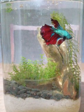 A vertical closeup of a colorful fish swimming in an aquarium filled with decorations