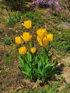A vertical shot of blooming yellow tulips in a field