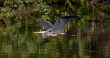 Harika bir mavi balıkçıl görüntüsü.