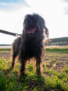 Kara Teriyer köpeği nehir kıyısında gün batımında, açık havada, baharda yüksek çözünürlüklü görüntü
