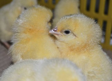 Kuluçka makinesinden çıkan şirin küçük tavuk.
