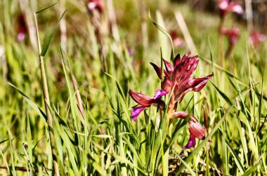 Mor şakayık çiçekleri, geniş yapraklı şakayık çiçekleri, her zaman çiçek açan bitkiler.