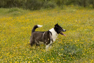 Siyah beyaz sınır köpeği güneşli bir günde çayırda çiçeklerle oynuyor.