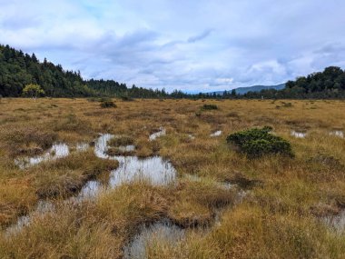 Murmauer Moos ormanında yükseltilmiş bir bataklık manzarası